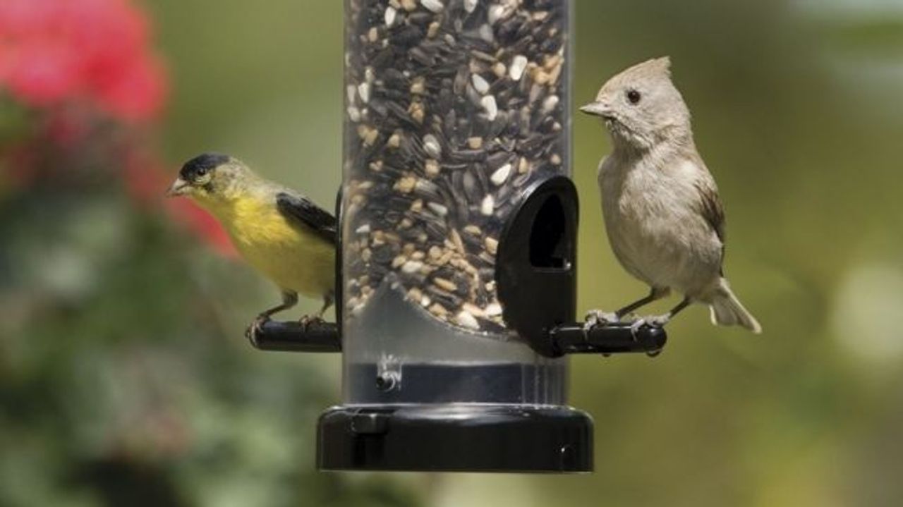 bird-foods - Wild Birds Unlimited